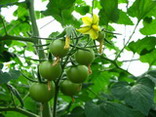 tomate III.jpg